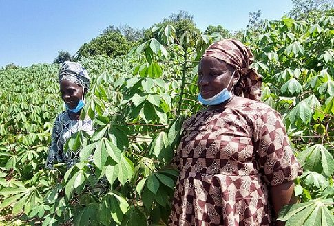 GIZ - Female cassava seed entreprenuers